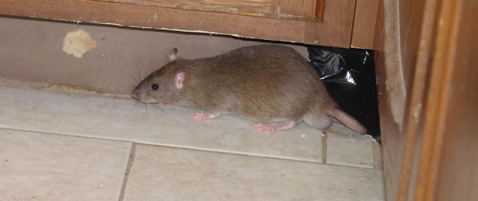 Pest Control